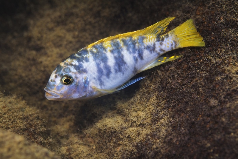 Maylandia mbenjii 'Fuawe Island'